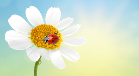 Small ladybug on chamomile flower against sky. Spring seasonの写真素材