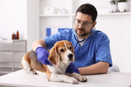 Veterinarian in scrubs, glasses and medical gloves examining cute dog with stethoscope at light wooden table in clinic, selective focusの写真素材