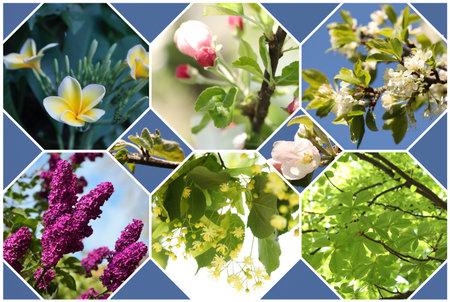 Tree branches with beautiful blossoms and green leaves, collage. Spring season