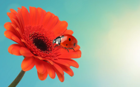 Spring season. Small ladybug on red gerbera flower against sky