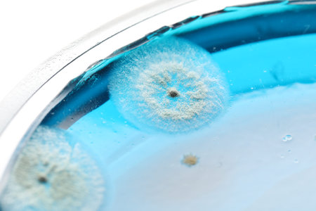 Biochemistry. Petri dish with samples on white background, closeup