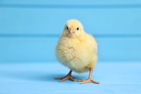 Cute chick on light blue background, closeup. Baby animal