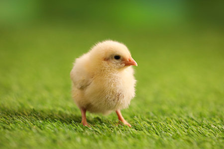 Cute chick on artificial grass, closeup. Baby animal