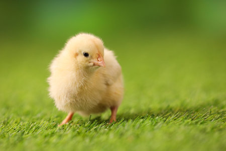 Baby animal. Cute chick on artificial grass, closeup. Space for text