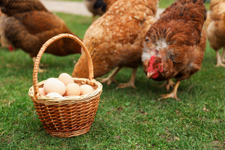 Fresh chicken eggs in wicker basket and hens feeding in yard