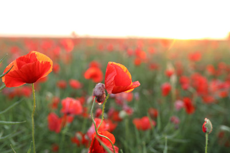 Beautiful red poppy flowers blooming in field at sunset, closeup. Space for text