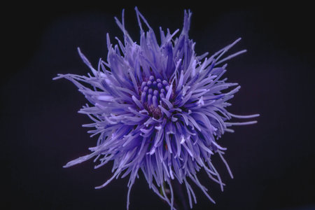 flower purpleの写真素材