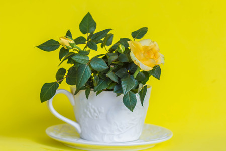 Yellow rose flower as close upの写真素材