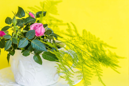 Yellow rose flower as close upの写真素材