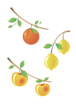 Set of the miscellaneous fruit on branch treeのイラスト素材