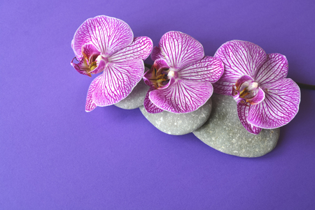 Spa stones and beautiful purple orchid flowers on a topical violet background.の写真素材