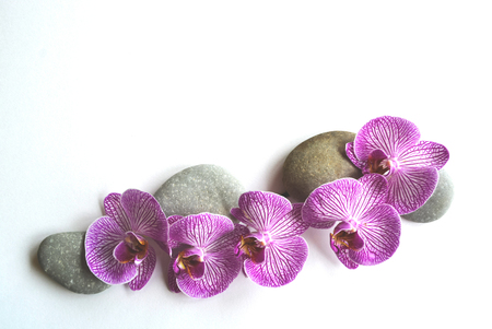 Spa stones and beautiful purple orchid flower on a topical white backgroundの写真素材