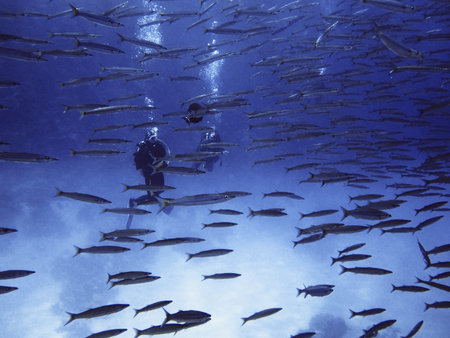 School of barracuda fish with divers at Dahab, Red sea, Egypt, Sinai.の写真素材