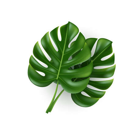 Monstera leaves isolated on white.のイラスト素材