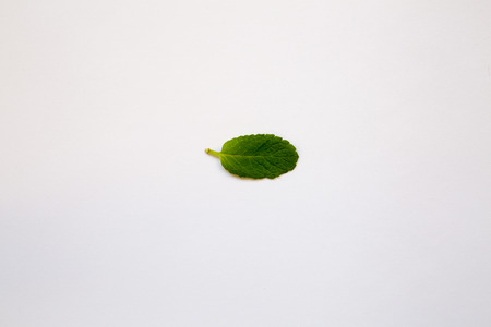 Mint leaf isolated on white background, top viewの写真素材