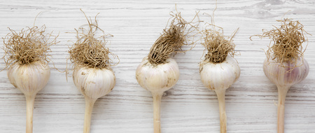 Garlic bulbs on white wooden table, overhead view.の写真素材