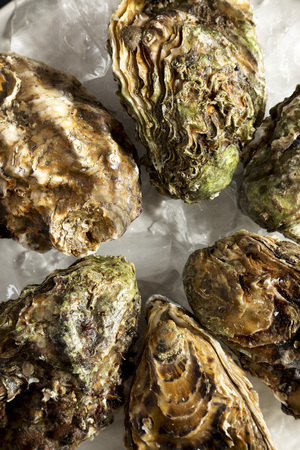 Fresh oysters on ice on a plate , top view. Flat lay, overhead, from above. Close-up.