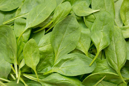 Fresh Baby Spinach, top view.