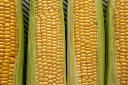 Fresh Raw Organic Corn on the Cob in the Husk, top view.