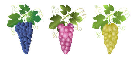 Clusters of blue, pink and white grapes with vine leaves isolated on white. Wine grapes, table grapes. Fresh fruits. Food icons set. Realistic vector illustration.のイラスト素材