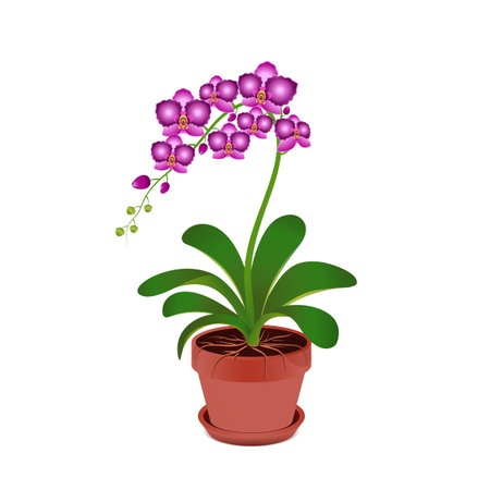 Orchids in a flower pot. Vector illustration isolated on white background. Template for congratulations and invitations, banner, poster..の写真素材