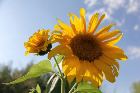 Sunflowers shot in Gansu, Chinaの写真素材