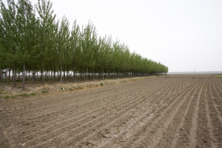 closeup of pictures, Farmland and woods in rural area, north chinaの写真素材