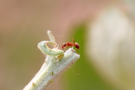 a kind of ants named mercerized brown forest antsの写真素材