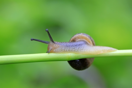 closeup of snail on green plant in the wildの写真素材