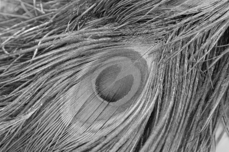 closeup of pictures, beautiful peacock feathers の写真素材