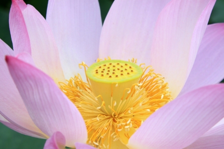 lotus flowers blooming in summer, very beautifulの写真素材