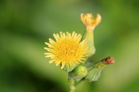 closeup of a kind of plant, which named ixeris chinensisの写真素材