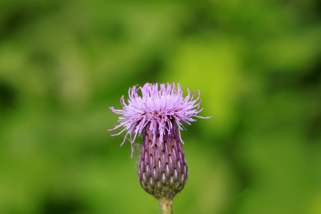thistle, asteraceae plant leaves on a green backgroundの写真素材