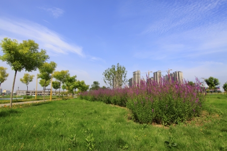 green trees and path in a park, north chinaのeditorial素材