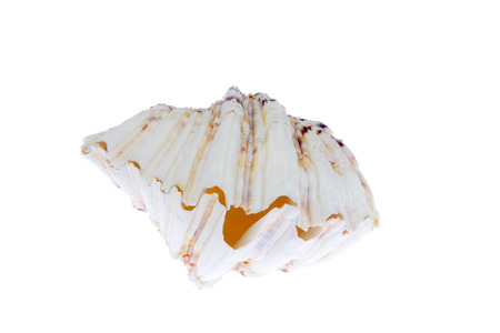 Color shells on a white background, closeup of photo