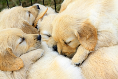 A few dogs slept together, closeup of photoの写真素材