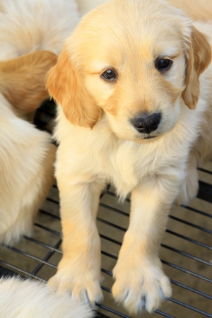 a kind of pet dog with yellow furの写真素材