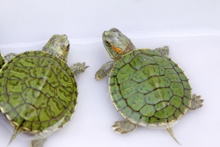 closeup of Brazilian tortoise in a white boxの写真素材