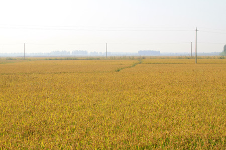 harvest of rice grain in rural in autumn north chinaの写真素材