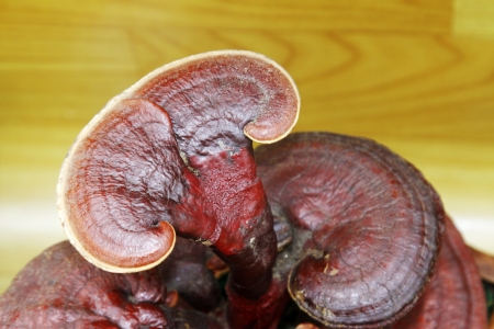 closeup of ganoderma lucidum, a kind of herbs, in a flower market