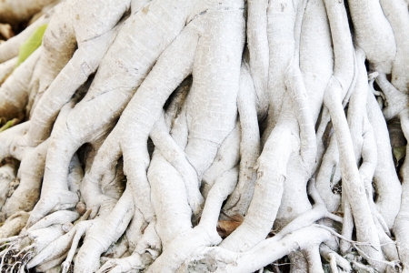 Banyan tree roots in a garden, north chinaの写真素材