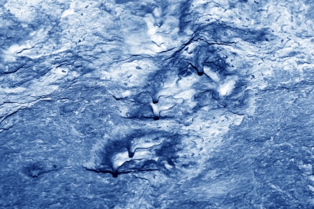 closeup of photo, rock texture in the wild