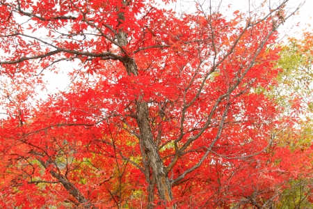 red maple in a garden north chinaの写真素材