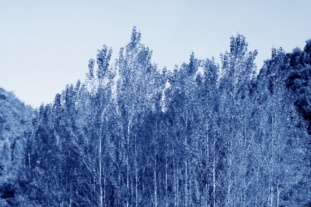 Poplar Grove in the wild, north chinaの写真素材