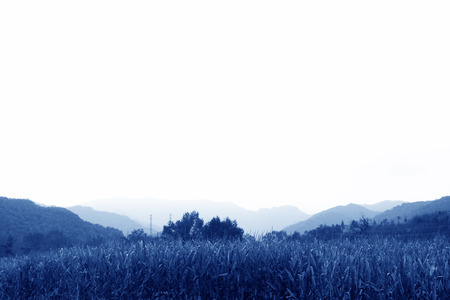 maize plants in mountains area, north chinaの写真素材