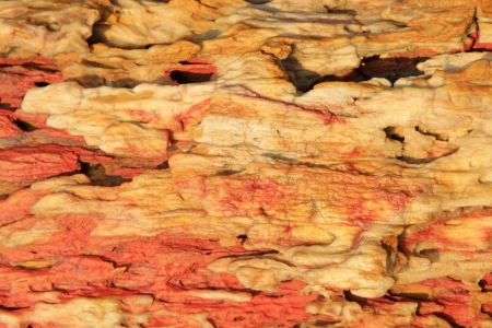 tree fossil natural grain, closeup of photoの写真素材