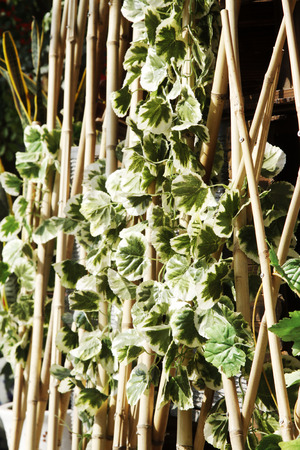 saxifrage on bamboo poles in a parkの写真素材