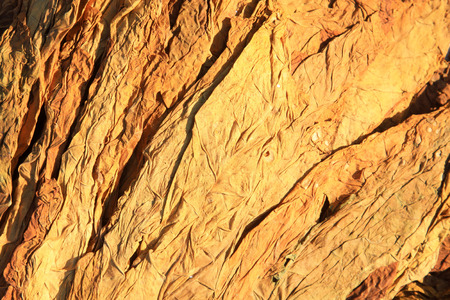yellow dry tobacco leaves, closeup of photoの写真素材