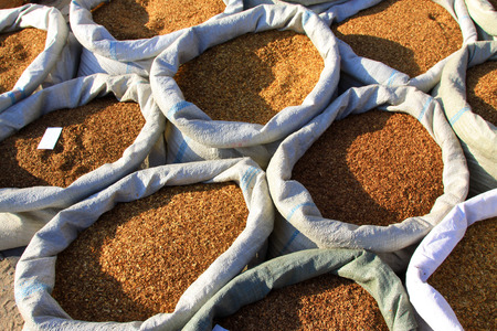 yellow dry tobacco leaves, closeup of photo