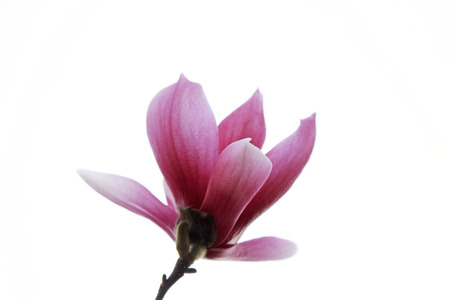 closeup of magnolia flower in the skyの写真素材